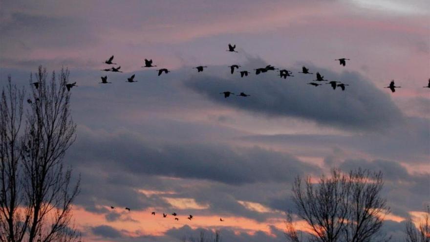 Miles de grullas pasan por Gallocanta en su migración hacia el norte Europa