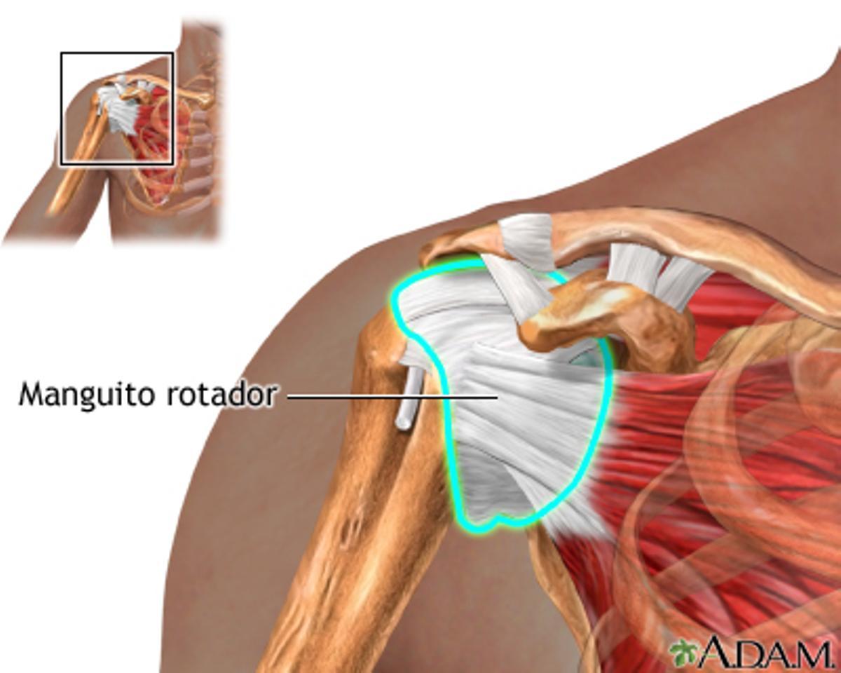 Ilustración de la articulación del hombro.