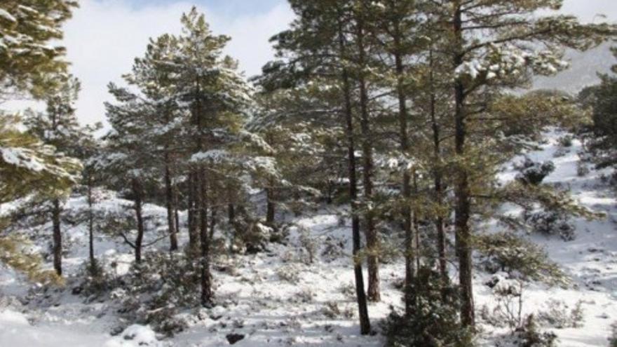 El temporal tiñe de blanco los campos de Moratalla y Caravaca