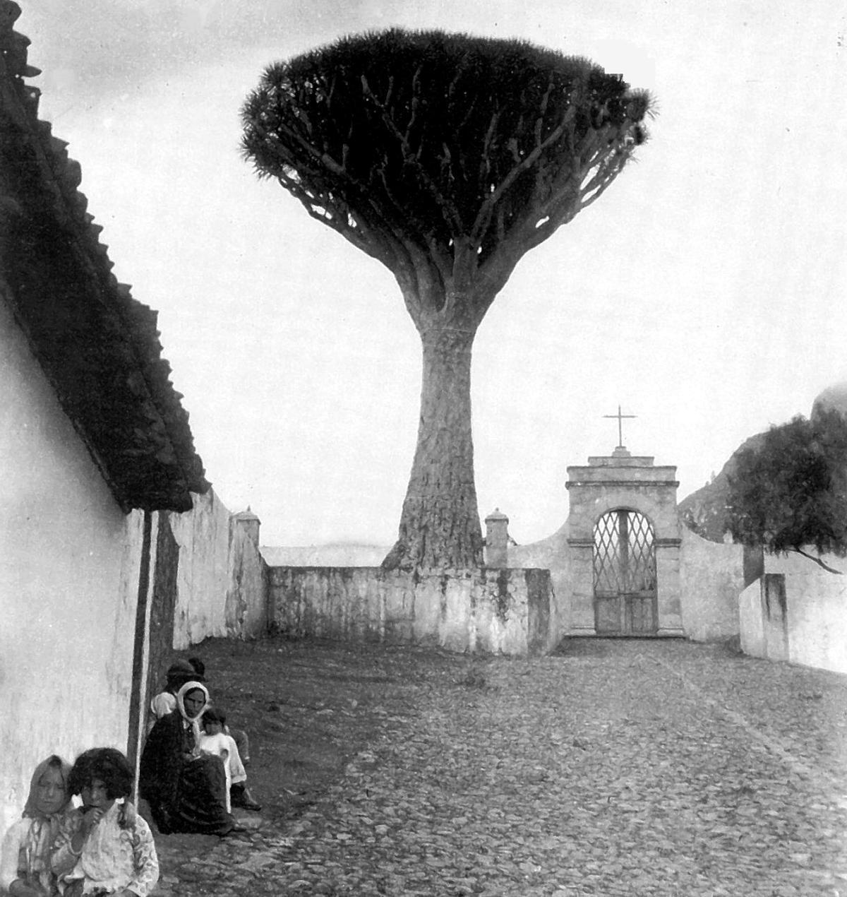 Foto antigua del drago de San Francisco, que se vino abajo este miércoles en Los Realejos.
