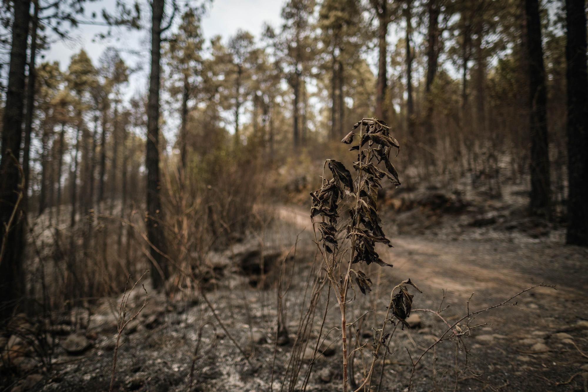 Imágenes de este domingo del incendio de Tenerife.