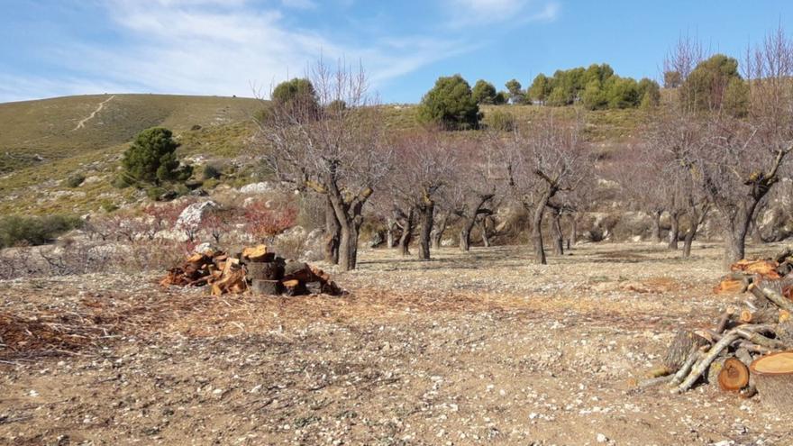 Xylella, la plaga que cambia paisajes y alerta al campo