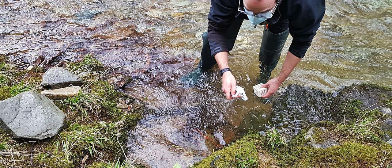 El biólogo de Medio Rural Daniel González, ayer, durante la suelta. | R. Herrero