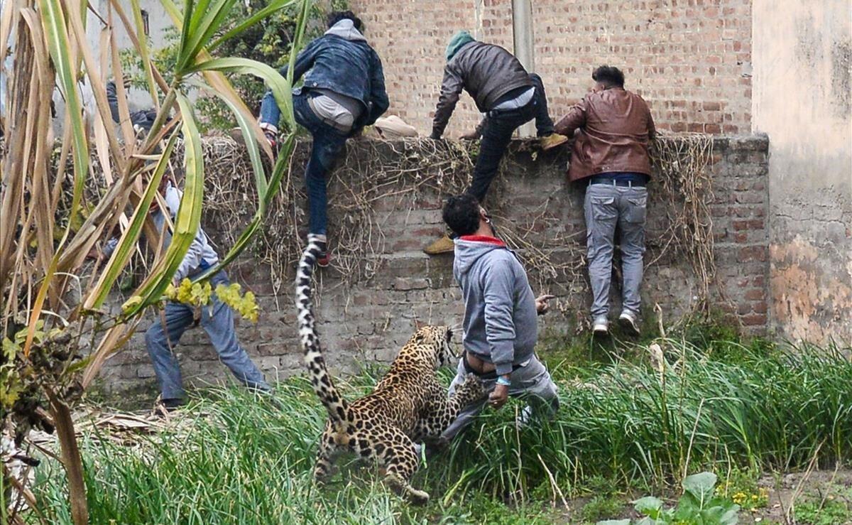 Un leopardo ataca a un hombre mientras otros escalan una pared para alejarse del animal en el área de Lamba Pind en Jalandhar. Después de que un leopardo fue visto en una casa en el área de Lamba Pind de la ciudad de Jalandhar, los intentos posteriores de capturarlo lo llevaron a el animal atacó al menos a seis personas, aunque ninguna resultó herida de gravedad.