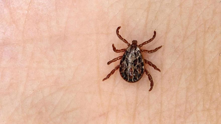 Ador intensifica los tratamientos contra las garrapatas tras detectar varios casos de picaduras