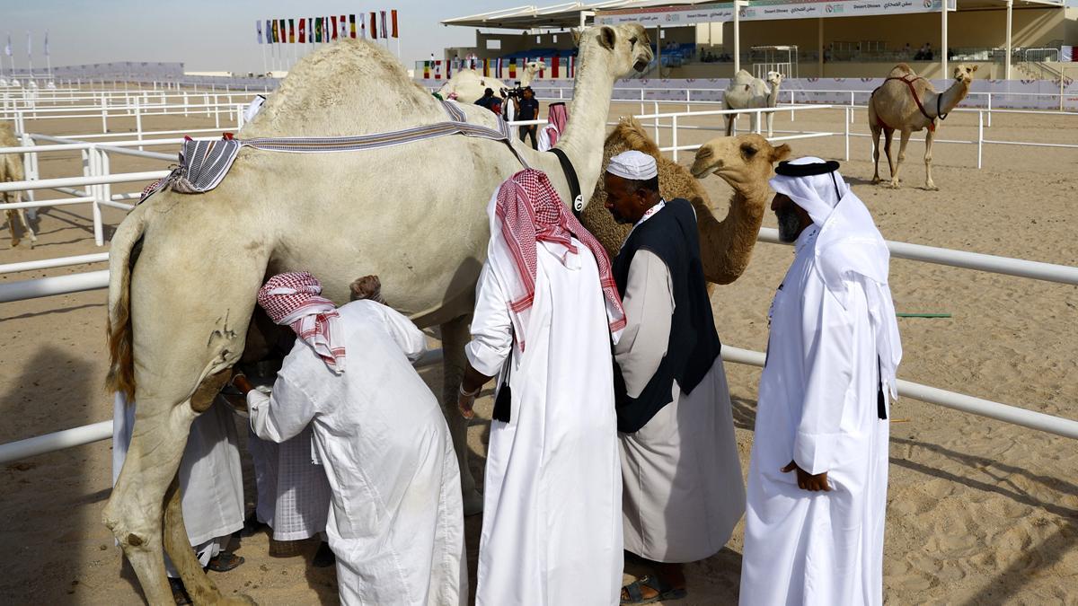 Concurso de belleza de camellos en Qatar