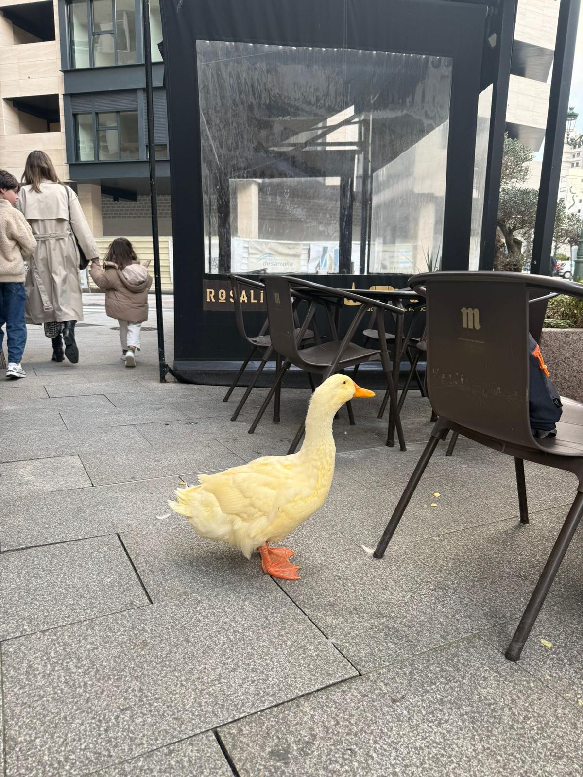 El pato Pipi espera al lado de una mesa de la terraza a que su dueña termine su consumición para seguir con el paseo.