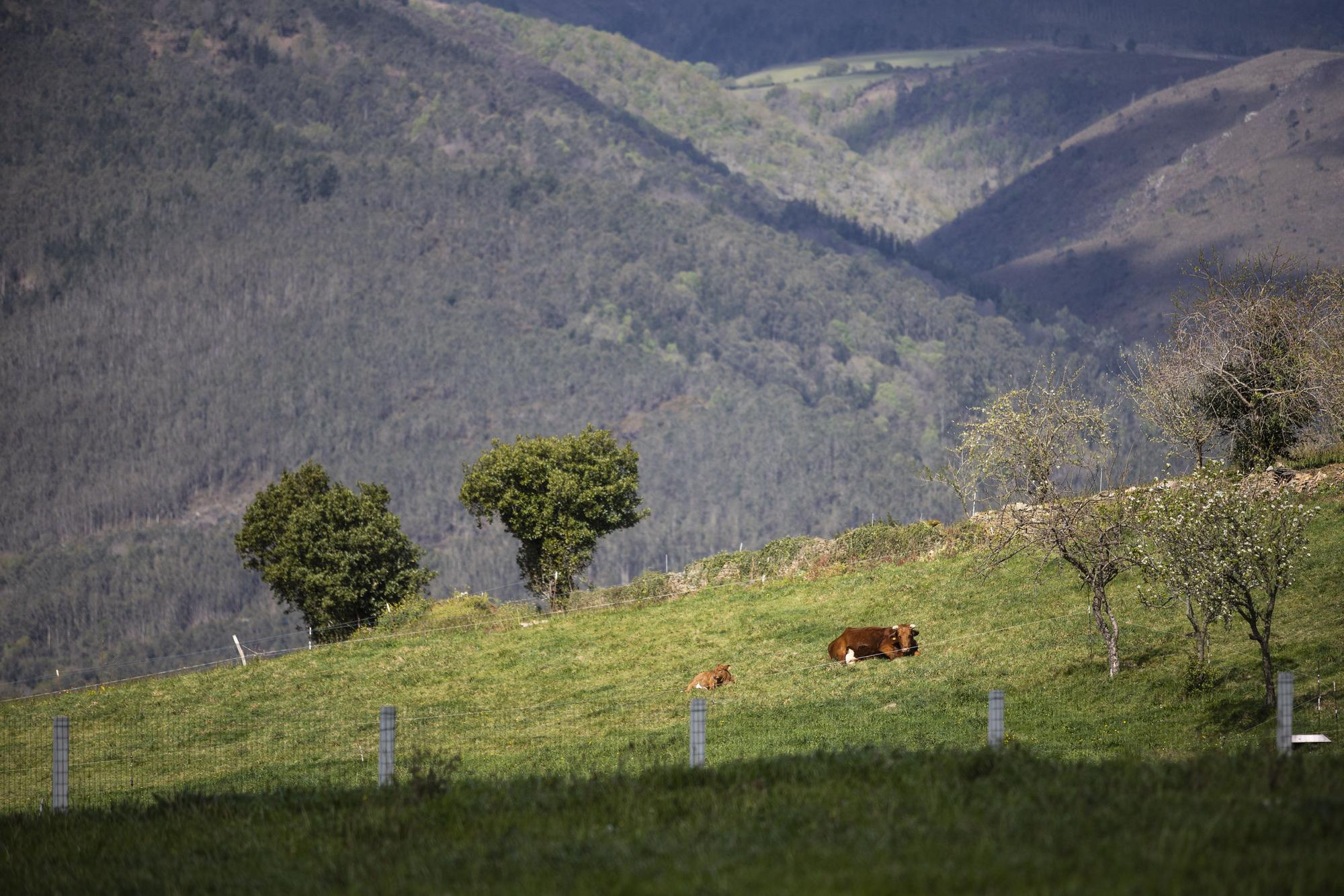 Asturianos en Villayón, un recorrido por el municipio