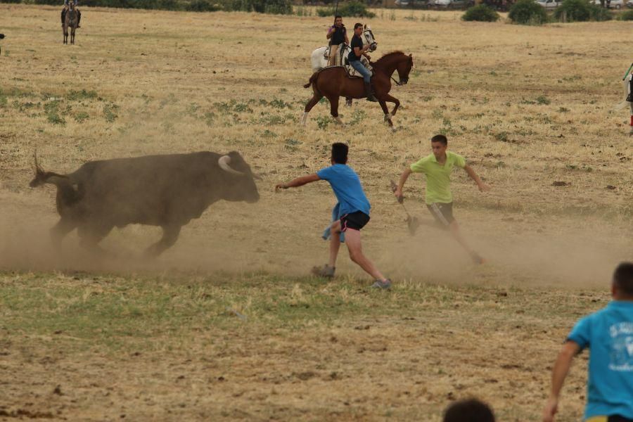 Segundo encierro taurino en Guarrate