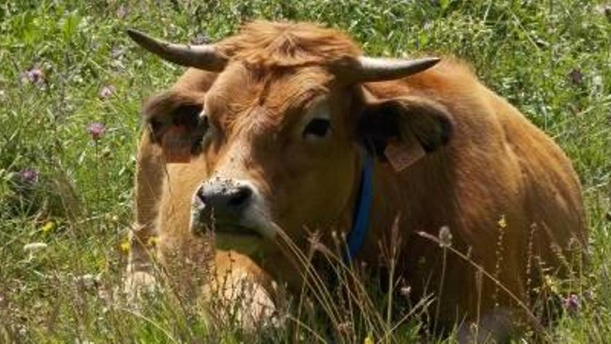 Un exemplar de boví en un prat de Sant Jaume de Frontanyà