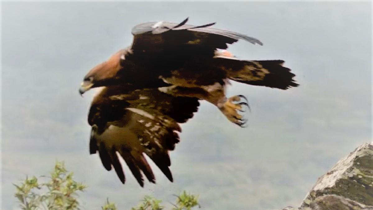 Un fotograma del documental 'Iberia: naturaleza infinita'