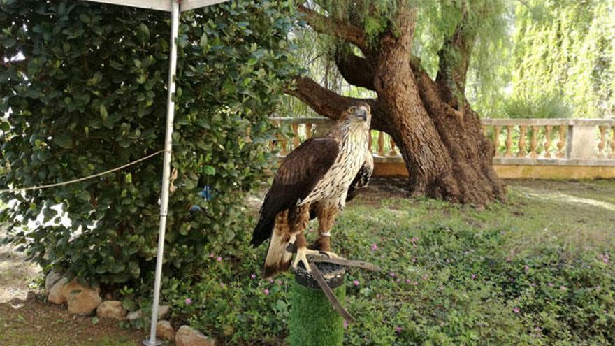 24 ejemplares de águila de Bonelli vuelan por Mallorca