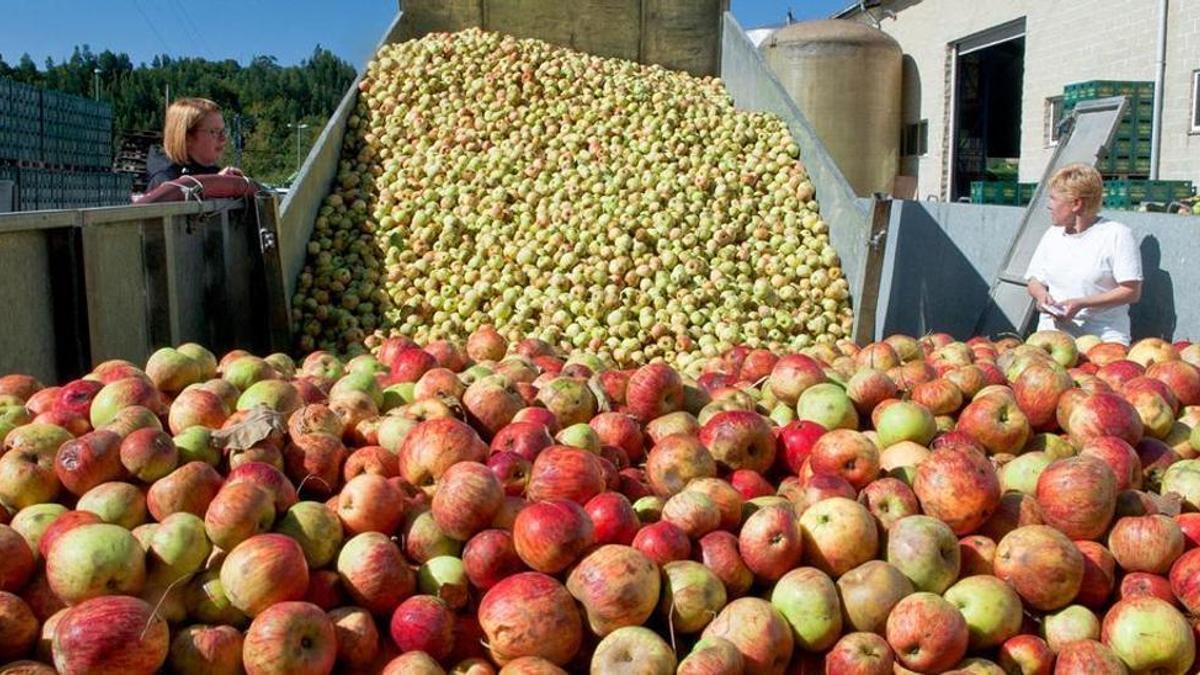 Descarga de manzana en un llagar para comenzar a mayar.
