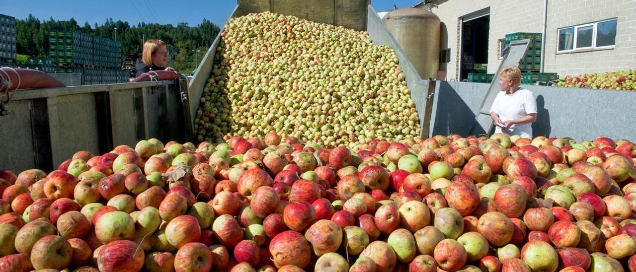 Descarga de manzana en un llagar para comenzar a mayar.