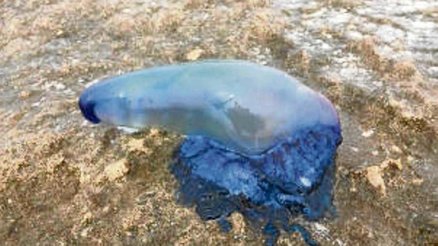 Un ejemplar de carabela portuguesa en una playa de Palma.