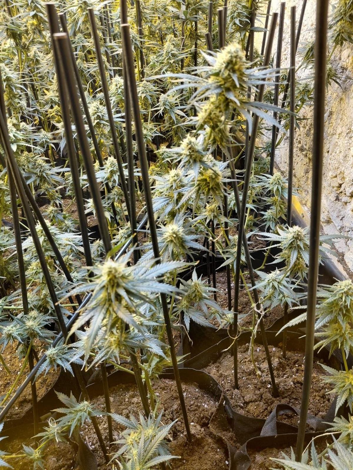 Totes les plantes tenien el mateix nivell de creixement