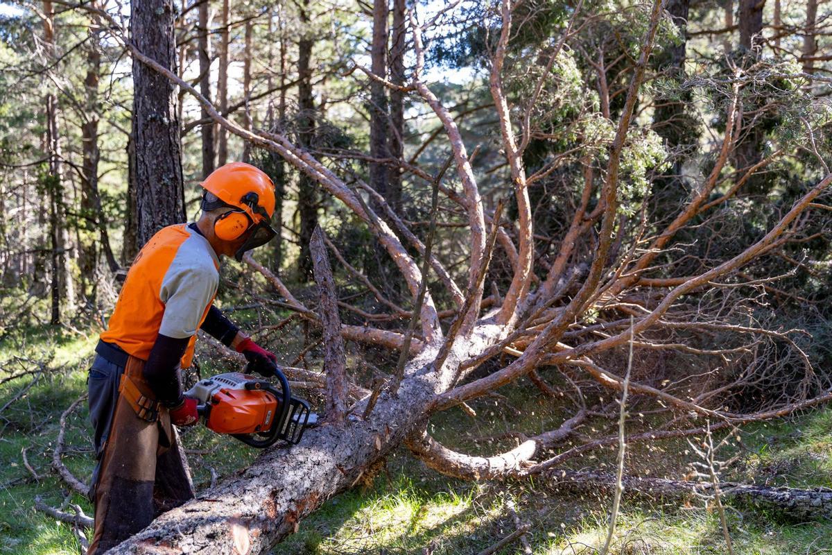 Trabajos forestales