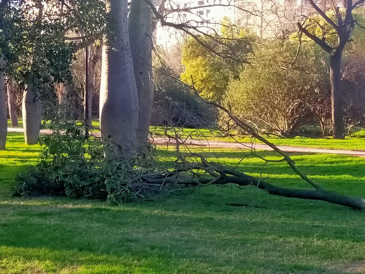 El Jardín del Turia, una zona de guerra tras el paso de la borrasca Leonardo