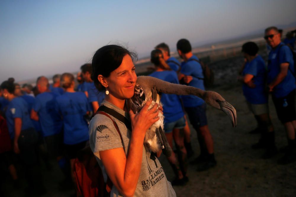 A volunteer holds a flamingo chick before ...