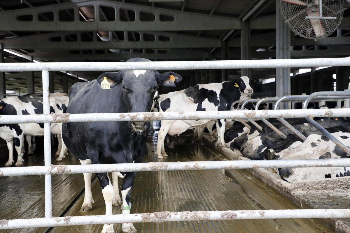 Vacas en una granja de Sabucedo, en Trazo