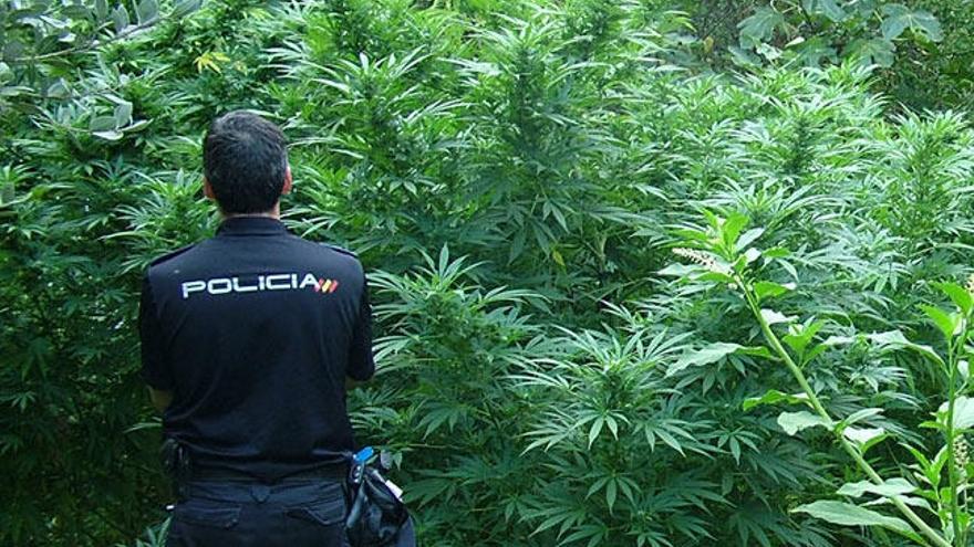 Un agente contempla unas plantas de marihuana camufladas en el monte. / FdV