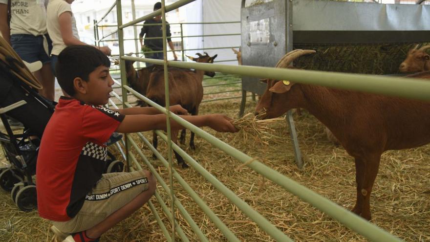 Un niño da de comer a una cabra en la Fira de Sant Isidre de Solsona.