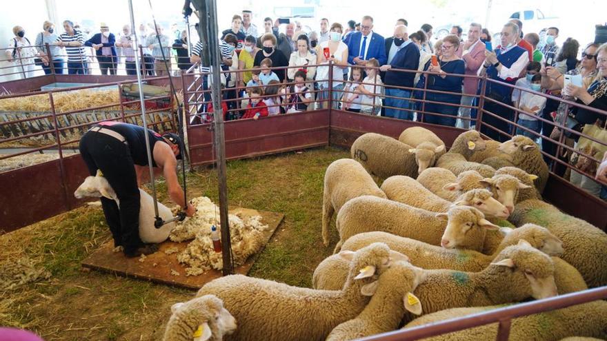 Villaralto celebra su Feria del Pastoreo