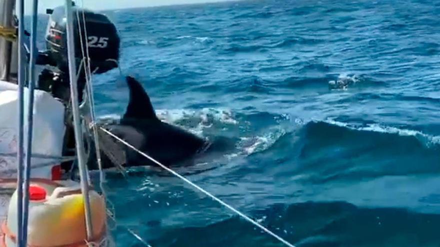 Capitanía Marítima de Ferrol limita la navegación de veleros en sus aguas para esquivar a las orcas