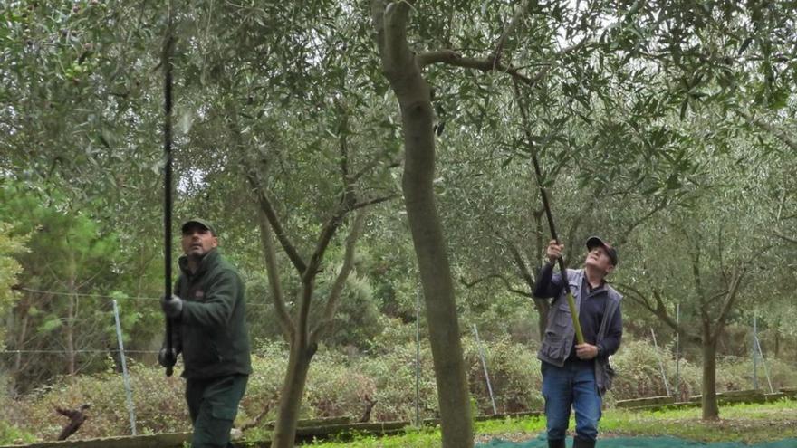 Vareo de un olivar. | Fernando Casanova