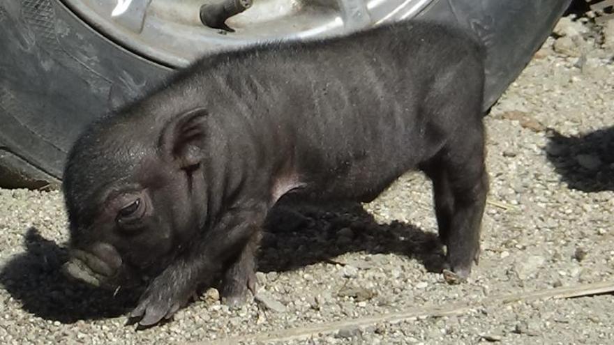 Porcs vietnamites, prohibits a Espanya des de l&#039;any 2022