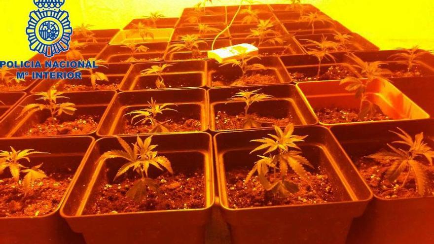 Algunas de las plantas de marihuana aprehendidas
