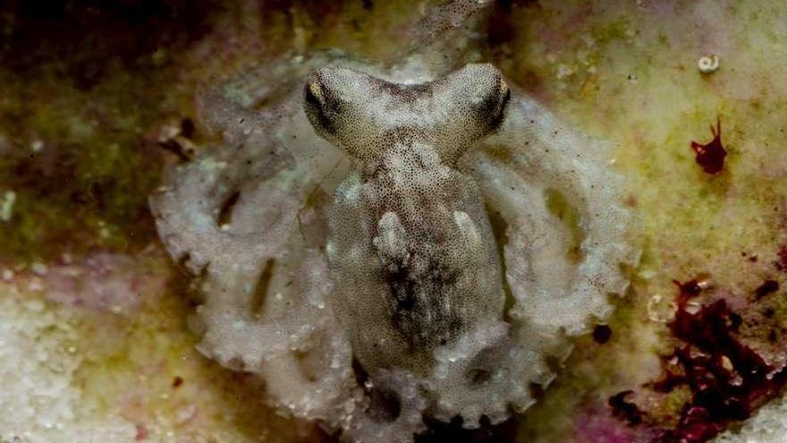 Uno de los especímenes de pulpo criados en el Instituto Oceanográfico.