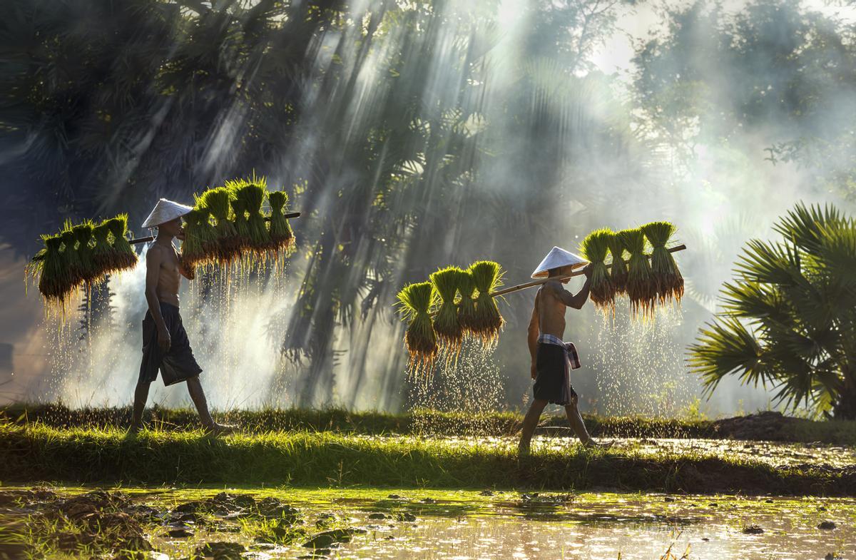 Plantaciones de arroz en Laos.