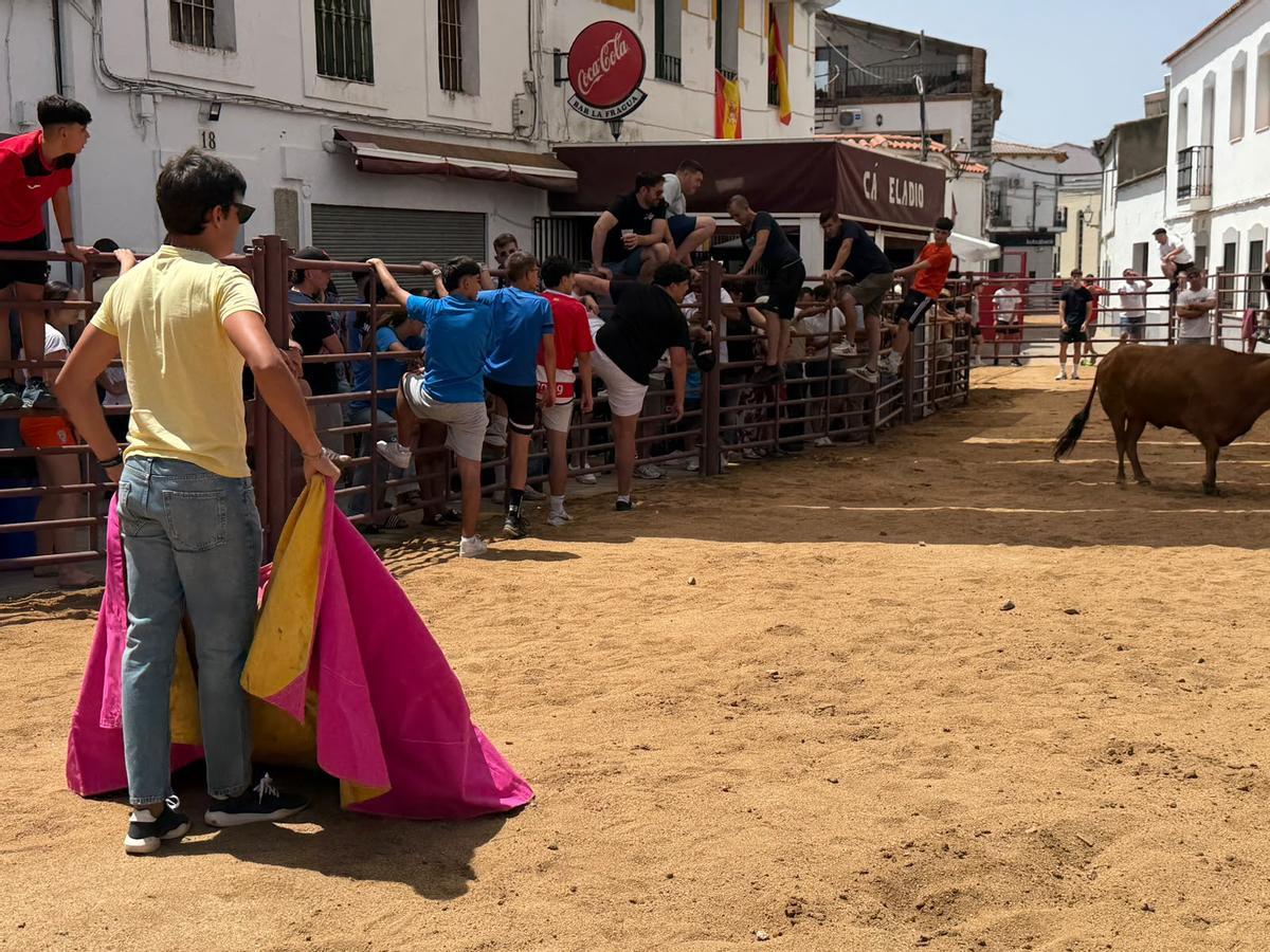 Comienzan los encierros de vacas bravas en la localidad de Alcaracejos: intensidad y emoción en las calles