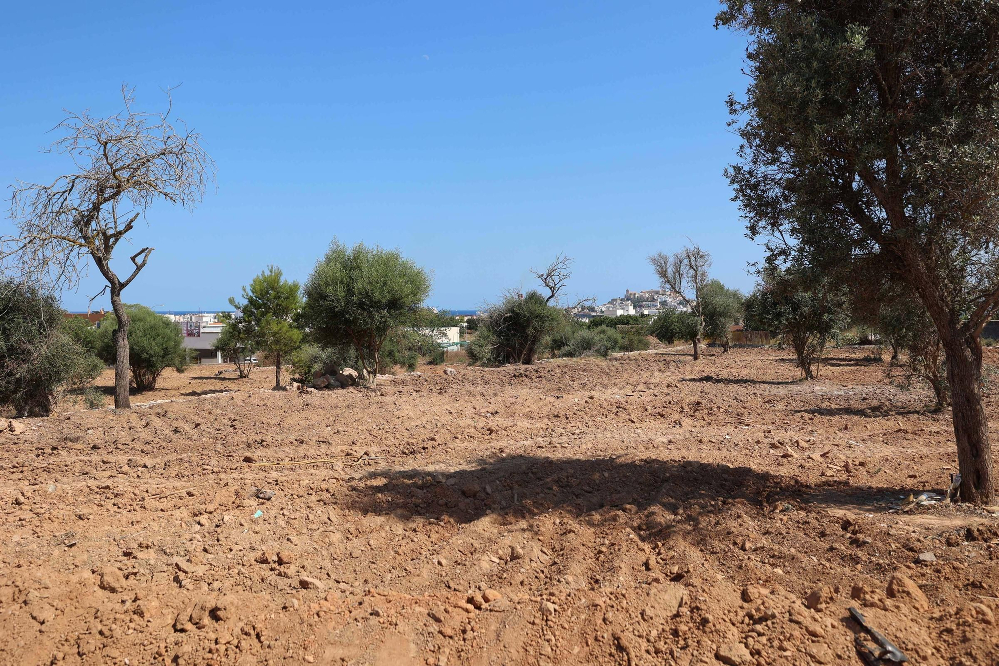 Galería: terreno de Can Rova II completamente despejado por el Ayuntamiento