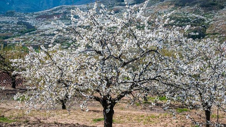 Los primeros cerezos del Valle del Jerte ya florecen en la zona baja de la comarca