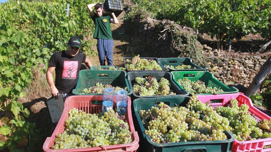 Vendimia en un viñedo de la Ribeira Sacra. |   // IÑAKI OSORIO