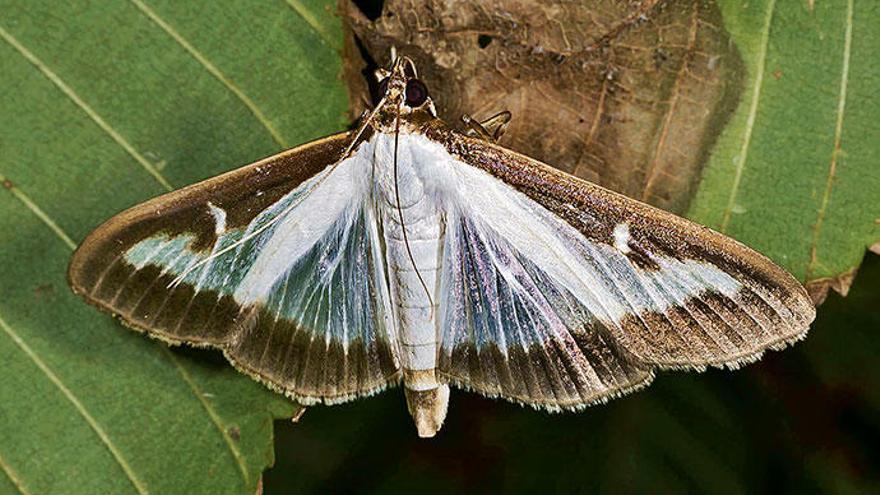 Der Flügel des Nachtfalters ist nur vier Millimeter breit, typisch sind die weißen Halbmonde oben. Die Vergrößerung macht das Bestimmen leichter.