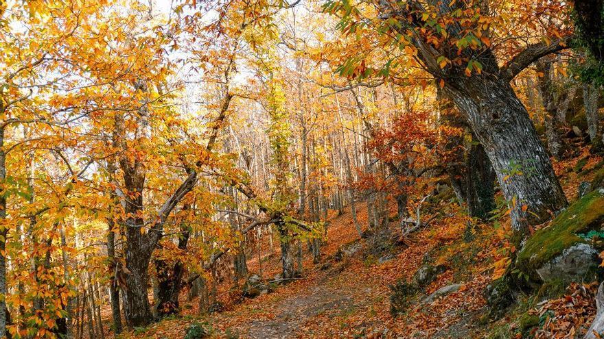 Este es el pueblo a una hora de la capital que tiene el mayor castañar de Madrid: febrero es el mes perfecto para visitarlo