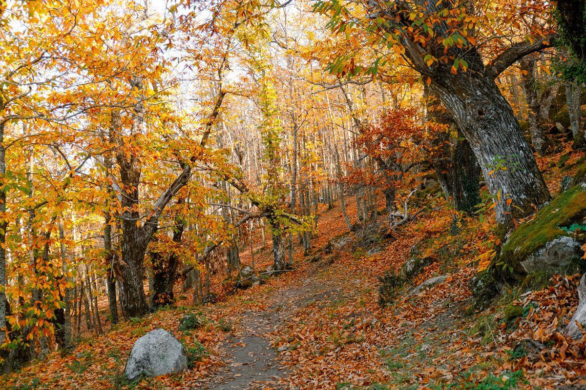 El gran castañar de la Comunidad de Madrid