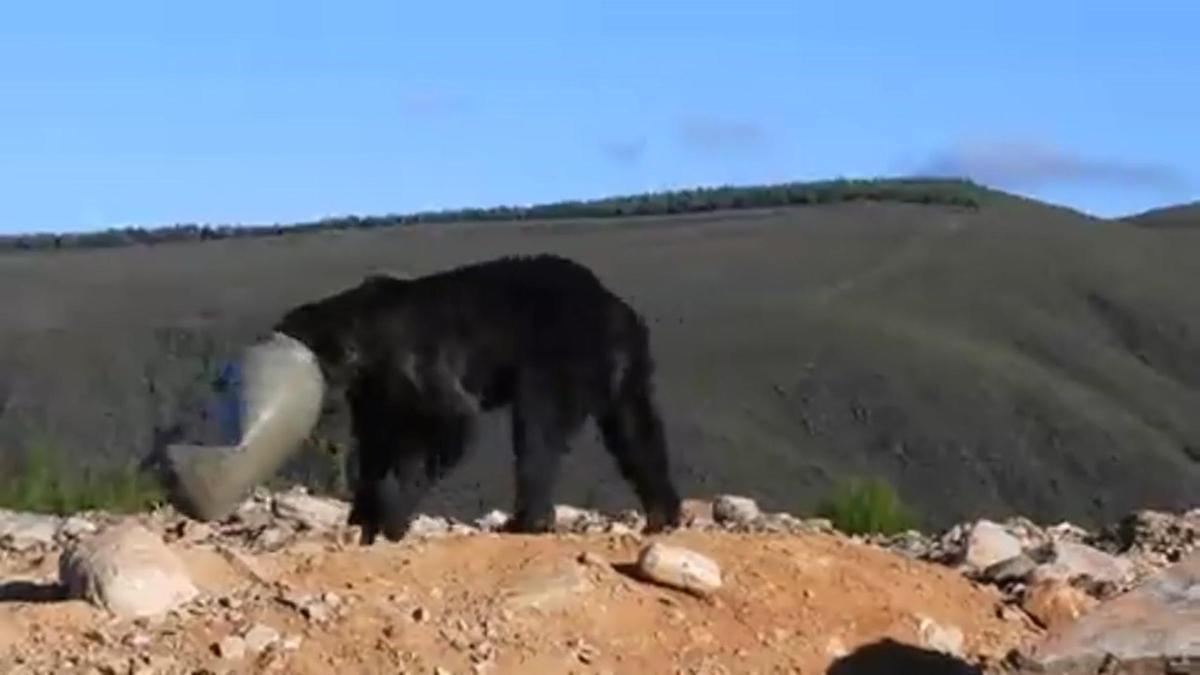 Un oso queda atrapado en un dispensador de comida de plástico, en los montes de Anllares del Sil, León.