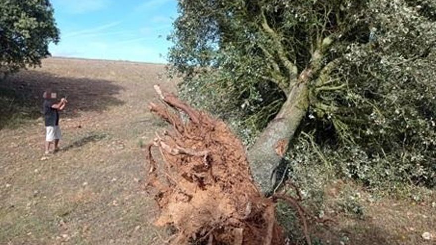 Encina talada en Carbajales de Alba