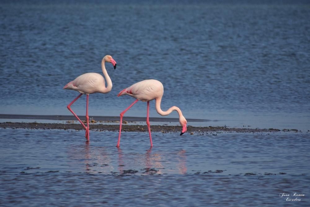 Flamencos en el Mar Menor