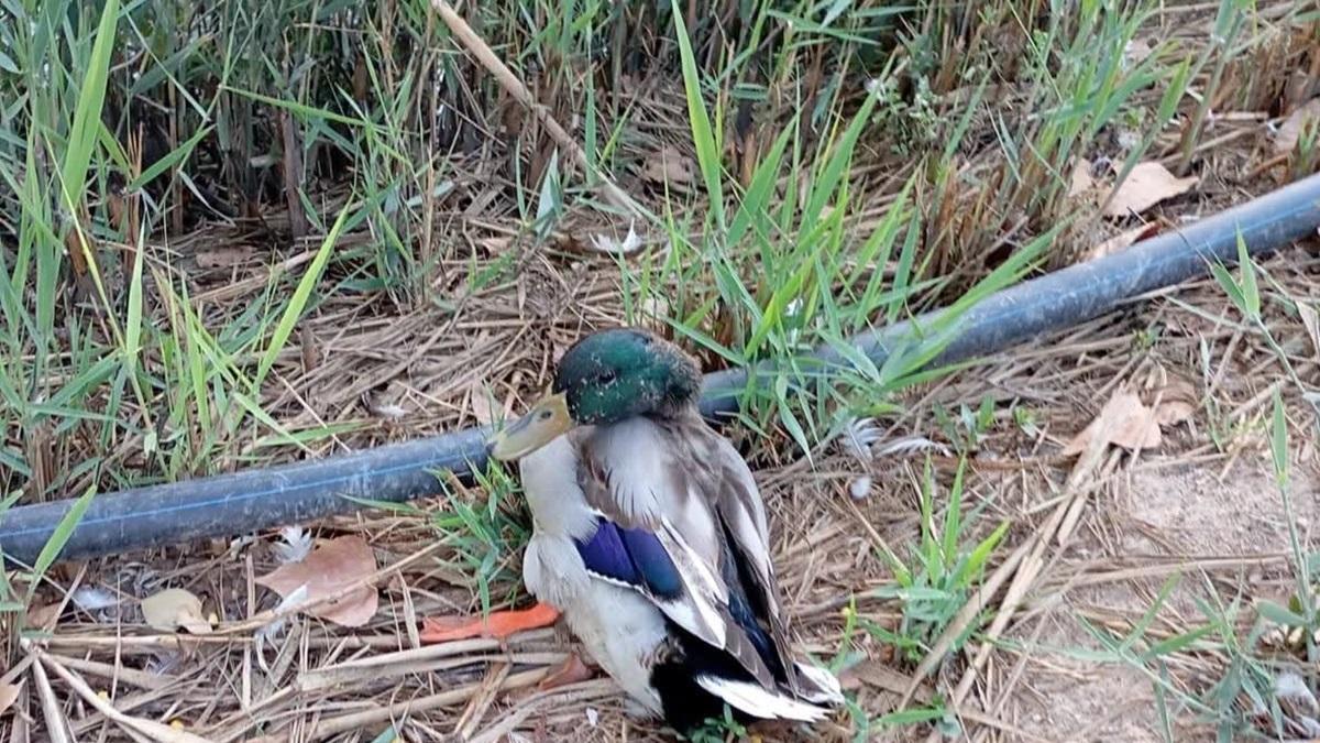 Imagen de un pato en el entorno del Riu Sants de Canals.