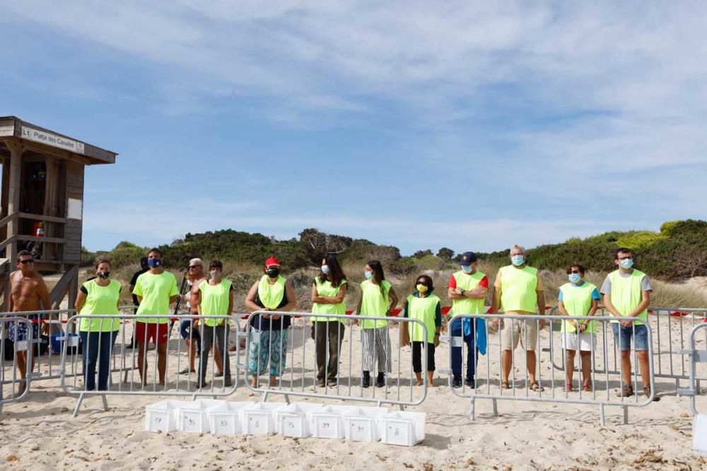 Liberadas en Ibiza 26 tortugas de la primera puesta registrada en Baleares