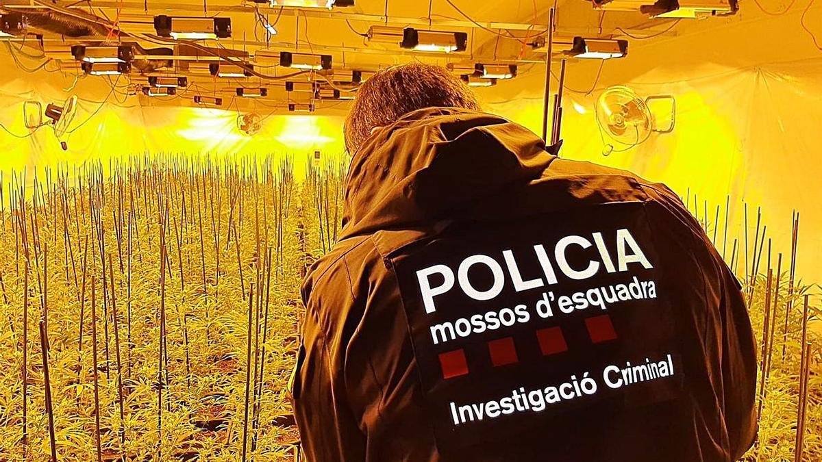 Un dels agents en una entrada en una plantació de marihuana | M.E.