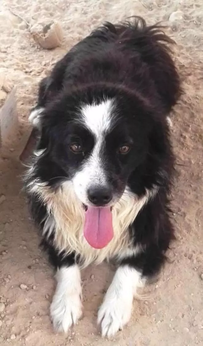 Adopción de animales en la Can We Run Alicante