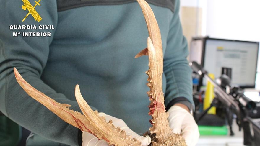 Detenidos in fraganti dos cazadores furtivos en Burgos que habían matado ilegalmente dos corzos y un gato montés.