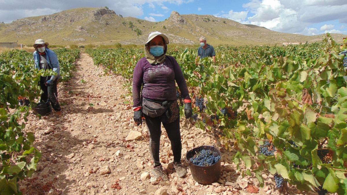 Trabajadores recogen uva en una zona agrícola de Jumilla.