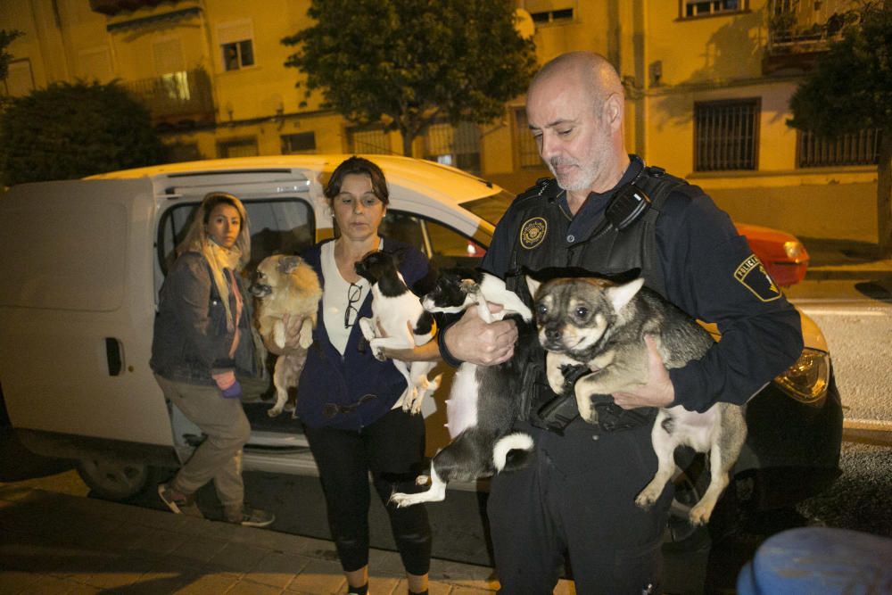 Perros rescatados en Alicante